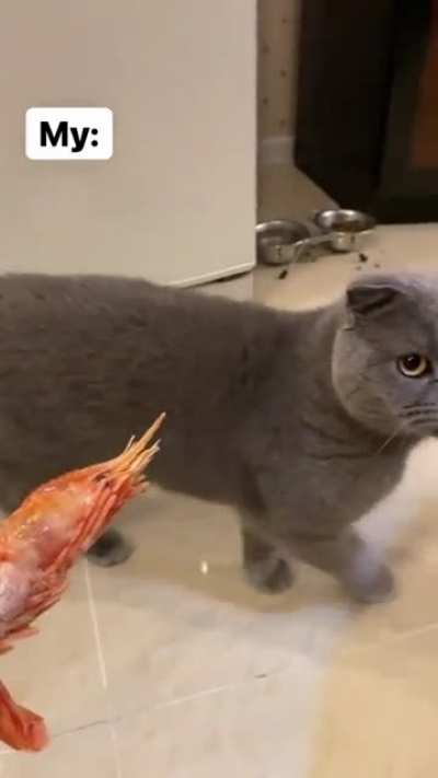 Cats are hilarious