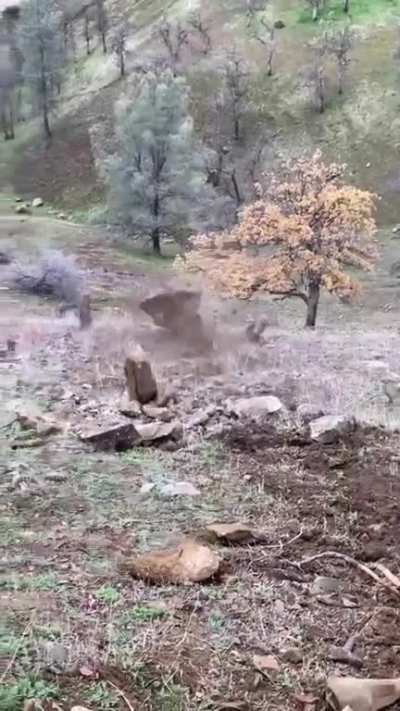 Fuck you, tree