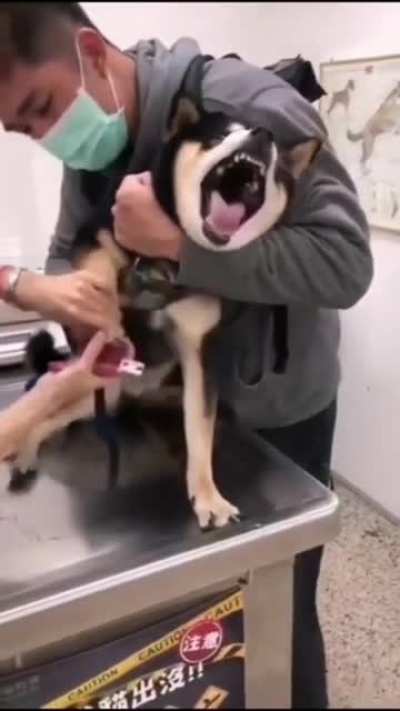 Please no doctor hooman