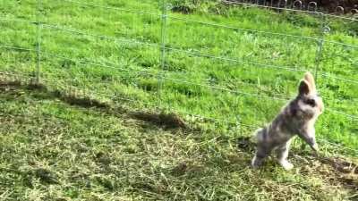 Got a slow-mo of my bun bun jumping ^-^