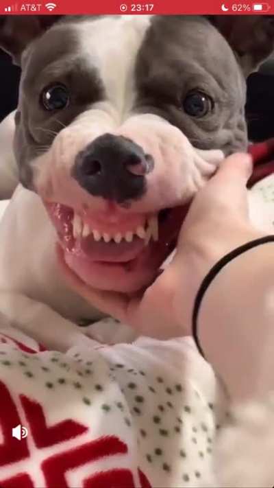 Novice dog owner.