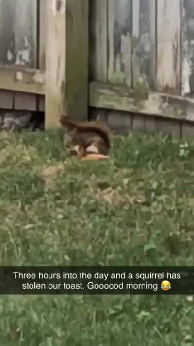 Squirrel took my son&rsquo;s toast