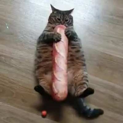 Cat and bread