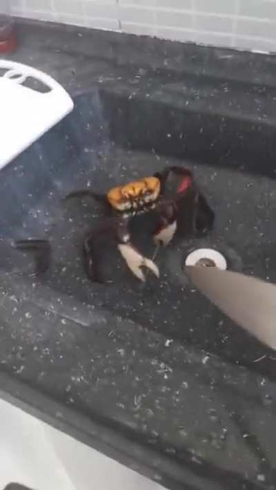The assasin crab