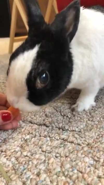 This is Bun Bun, and he really loves carrots! Even though he could eat a bag of them, he shouldn&rsquo;t eat more than a few bites at a time due to their high sugar content. Rabbits need a high fiber diet that is low in carbs to maintain a healthy digestive sys