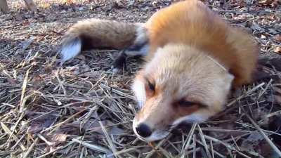 Fox Hawley