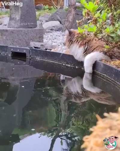 Taste the kitty