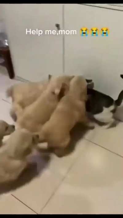 To pet the cat