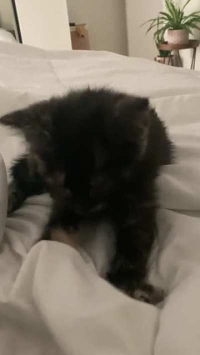 she is smol but she makes a mean biscuit