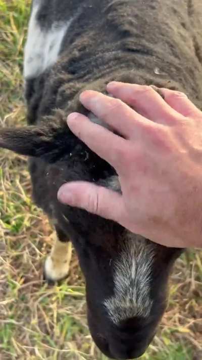 Dexter coming to get scratched.