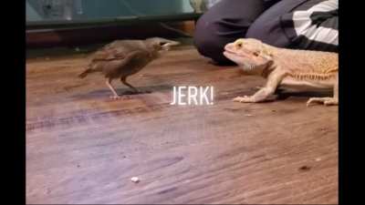 Starling vs Bearded Dragon