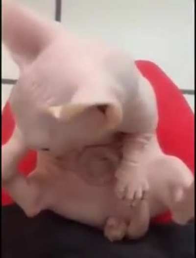 Котик