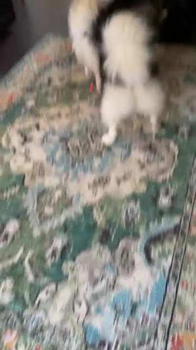 Huskies or cats?... I can&rsquo;t tell