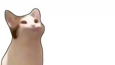 ...Cat...