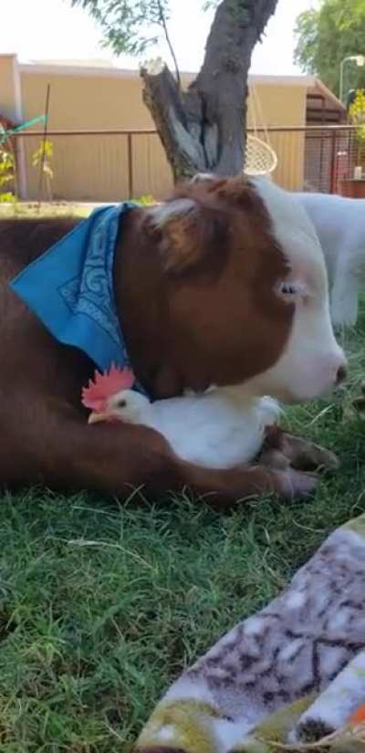 happy cow makes a friend :)