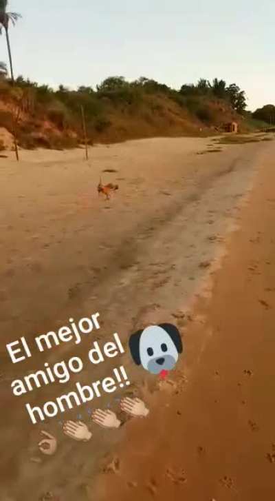 Man&rsquo;s best friend