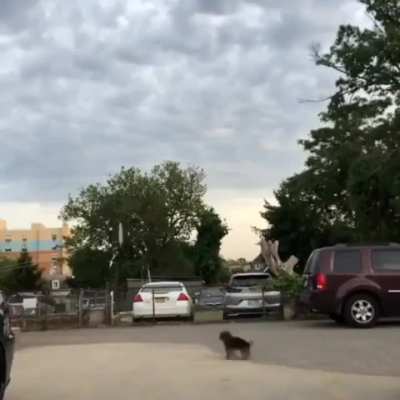 HMK while I take a spin figuring out who I love more
