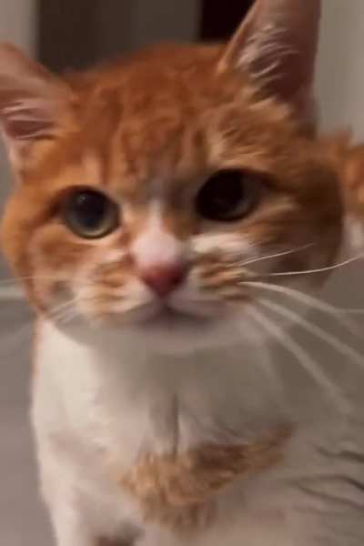 Didn&rsquo;t you just eat the canned food half an hour ago?