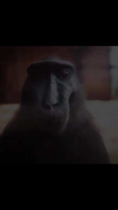 goofy monke