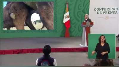 Como dedo al anillo