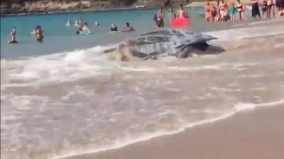 Leatherback Unit