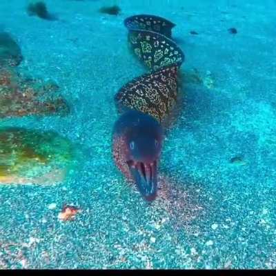 When it swims on the reef and has two sets of teeth that&rsquo;s A-MORAY!