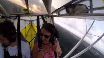 Always remember to remove cat before flight