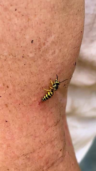 Yellow Jacket got me but&hellip;.
