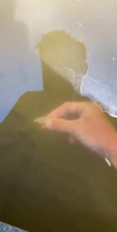 Giving bait to fish with a little surprise