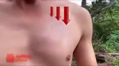 Самая быстрая рука во всей дикой Азии