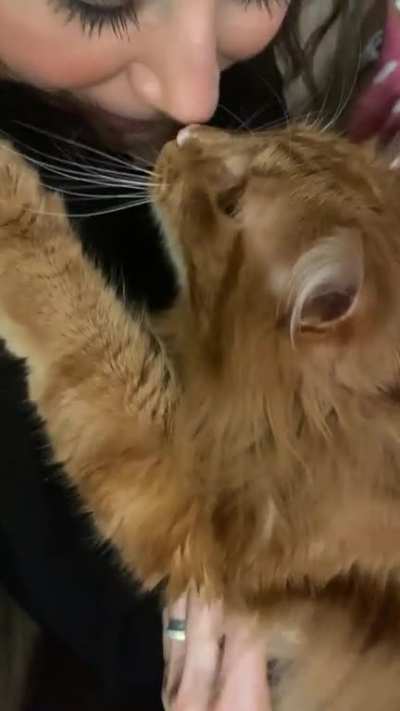 Cuddle bug trill-purrs from Harold.