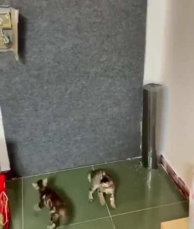 spider cat