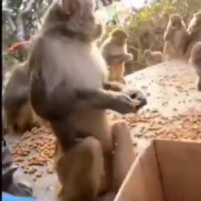 Monke