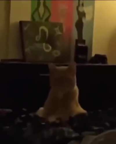 Simba show me them legs.