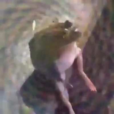 🐸