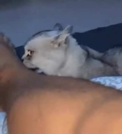 Be careful tonight with this cat