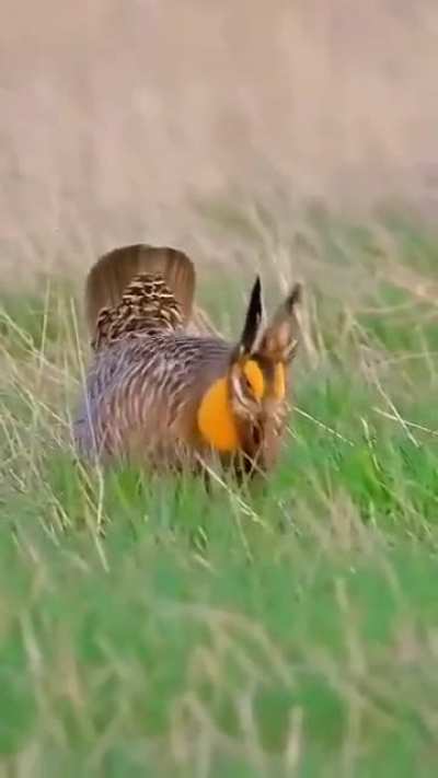 Who's out here casting transmogrify on the birds bruh 💀