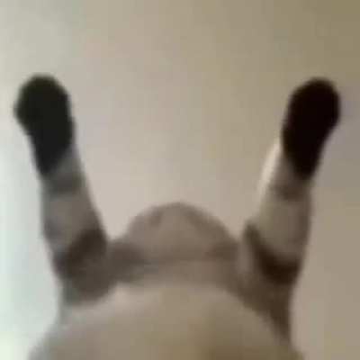 Gato
