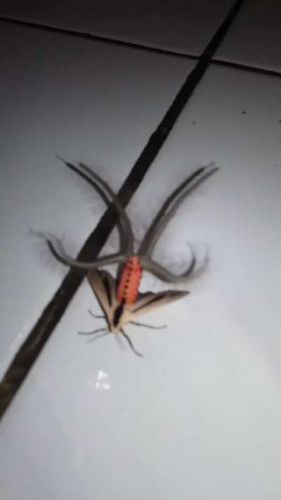 Feast your eyes on Australia&rsquo;s very own Tentacle Moth