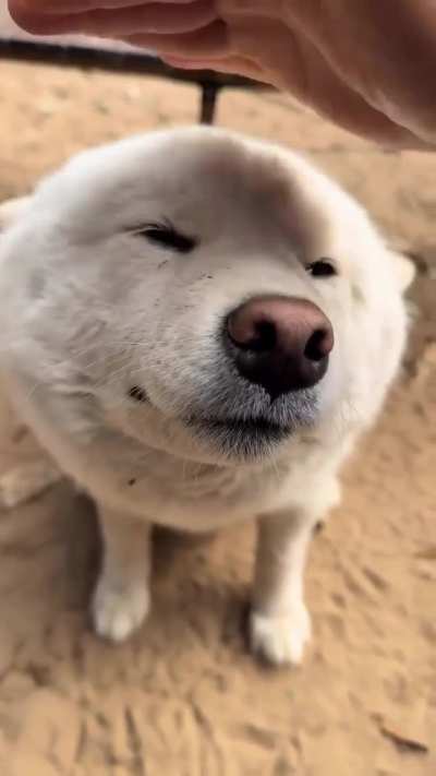 Bluetooth pet