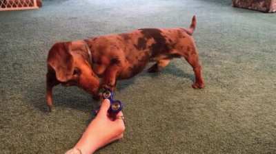 Dog tries to figure out how to use that thing