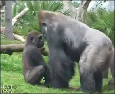 Gorilla admonishes unruly son