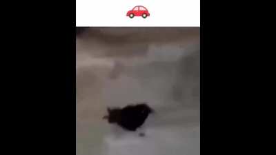 caw a car