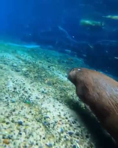 🔥capybara travels along the bottom of the river