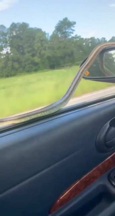 Snake on car?