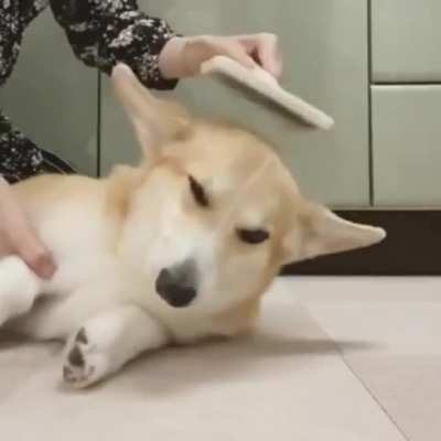 Rubbing is a dog&rsquo;s universal language