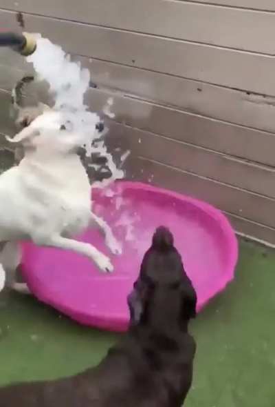 Two types of dogs