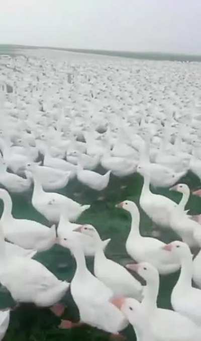 Patos indo atr&aacute;s do Cap