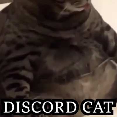 GATO DISCORD