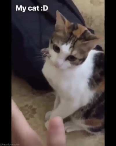 Cat high five gone wrong